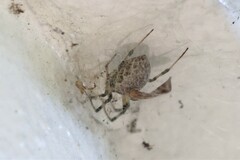 Nephilengys malabarensis