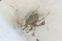 Nephilengys malabarensis