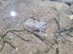 Sepioloidea lineolata