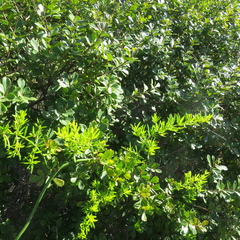 Asparagus densiflorus