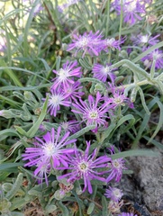 Drosanthemum