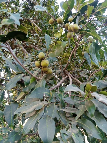 jackalberry