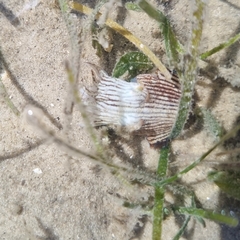 Sepioloidea lineolata