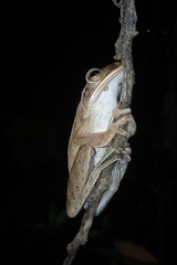 Polypedates leucomystax