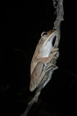 Polypedates leucomystax