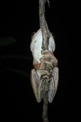 Polypedates leucomystax