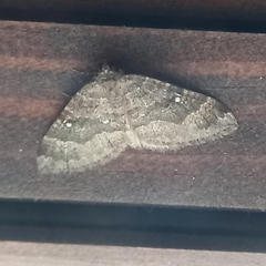 Larentia malvata