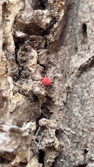 Balaustium