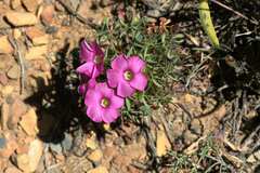 Oxalis heterophylla