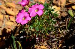Oxalis heterophylla