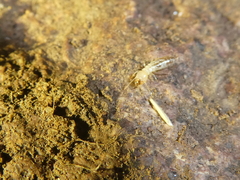 Gnathamitermes