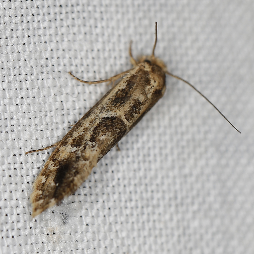 Moerarchis inconcisella from Bega NSW 2550, Australia on November 19 ...
