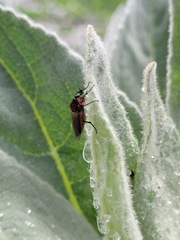 Dilophus nigrostigma