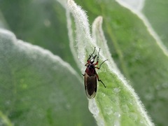 Dilophus nigrostigma