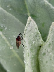 Dilophus nigrostigma