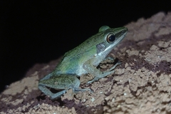 Chalcorana chalconota
