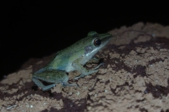 Chalcorana chalconota