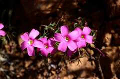 Oxalis heterophylla