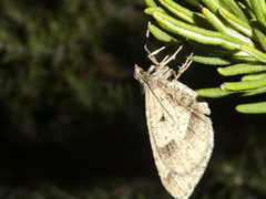 Stamnodes affiliata