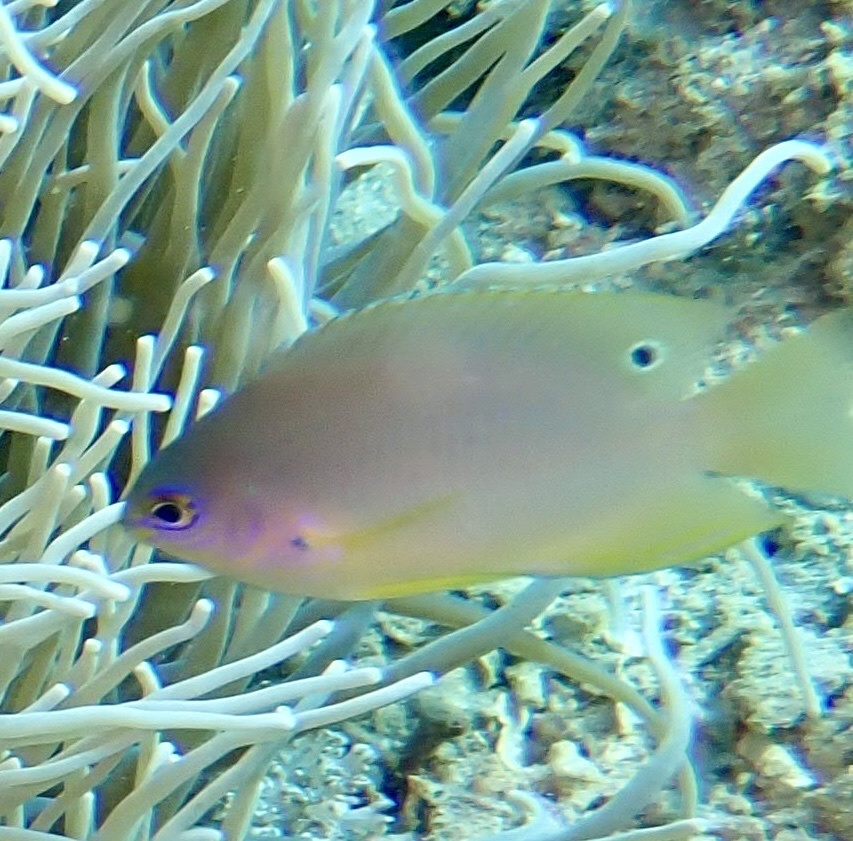 Amboina Damselfish