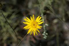 Leysera gnaphalodes
