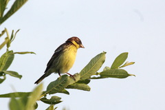 Emberiza aureola