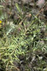 Leysera gnaphalodes