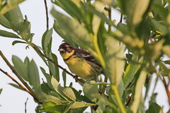 Emberiza aureola