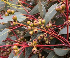 Eucalyptus socialis