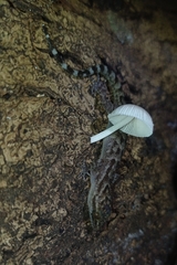 Cyrtodactylus marmoratus