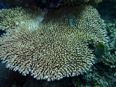 Acropora