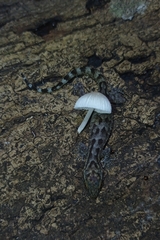 Cyrtodactylus marmoratus