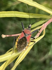 Rhynocoris segmentarius