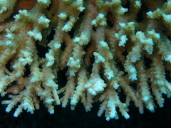 Acropora