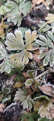 Ranunculus gmelinii