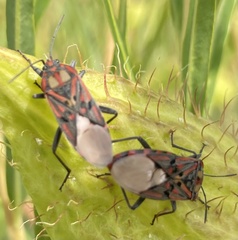 Spilostethus pandurus elegans