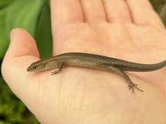 Lampropholis