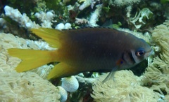 Neoglyphidodon nigroris