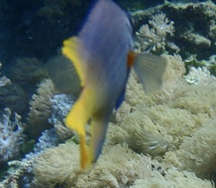 Neoglyphidodon nigroris