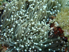 Euphyllia glabrescens
