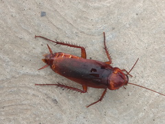 Periplaneta brunnea