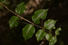 Backhousia myrtifolia