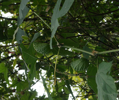 Momordica cochinchinensis