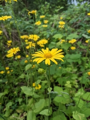 Doronicum pardalianches