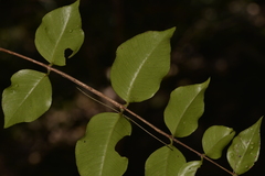 Backhousia myrtifolia