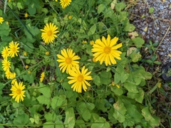 Doronicum pardalianches