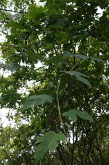 Momordica cochinchinensis