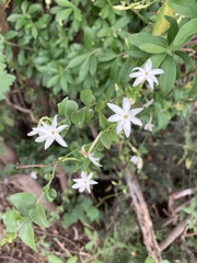 Jasminum multipartitum