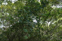 Momordica cochinchinensis