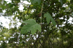 Momordica cochinchinensis